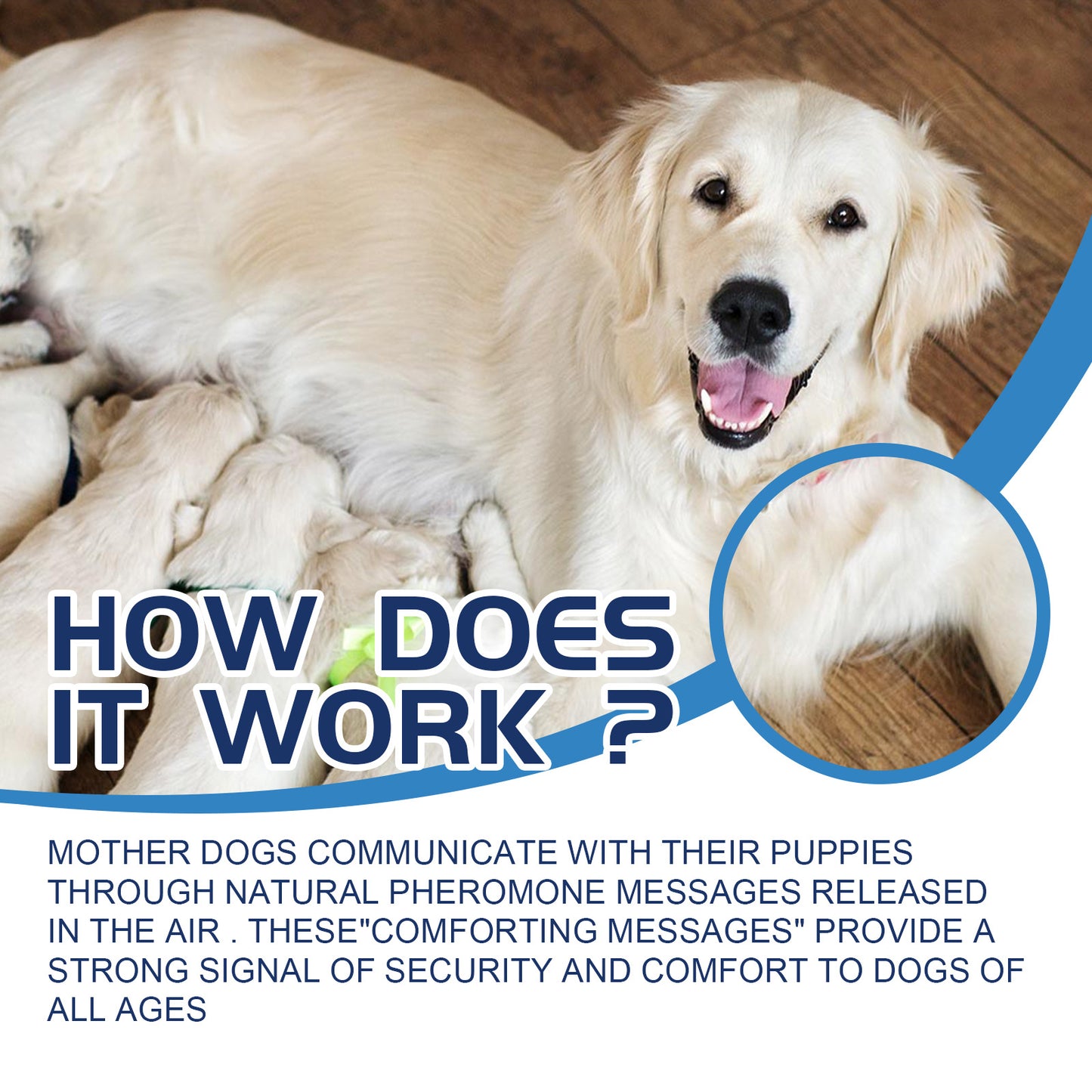 Emotional Care Solution Relieves Anxiety For Dogs